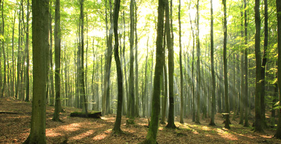 Зошто ова дрво дише?