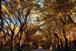 Есенска магија во Њу Јорк