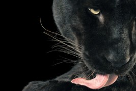 Харизматични портрети на животни