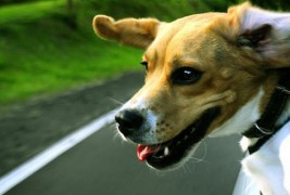 Кучиња што се „ладат“ низ автомобилските прозорци