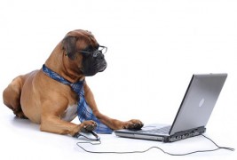 Тест: Кое е вашето внатрешно професионално животно?