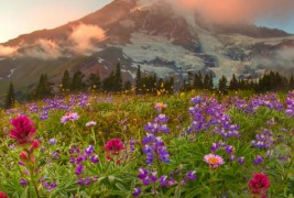 Воодушевувачки дестинации за љубителите на цвеќиња