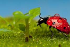 Летни, летни бубамаро, донеси ми гости