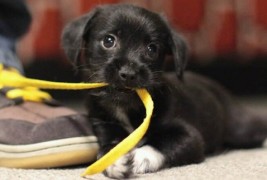 Неодоливи животни кои ќе го стопат вашето срце