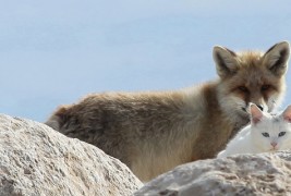 Вистинска приказна за пријателството помеѓу една лисица и една мачка