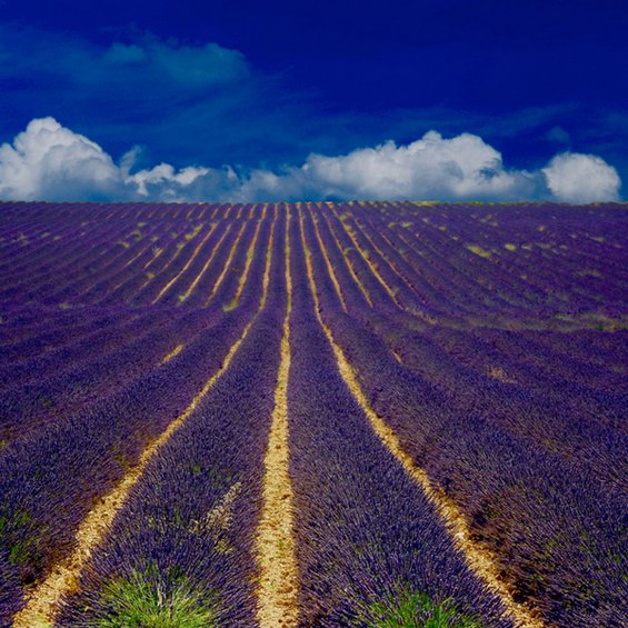 Воодушевувачки дестинации за љубителите на цвеќиња