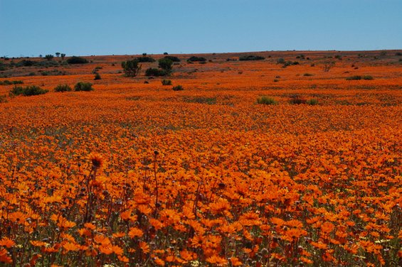 Воодушевувачки дестинации за љубителите на цвеќиња