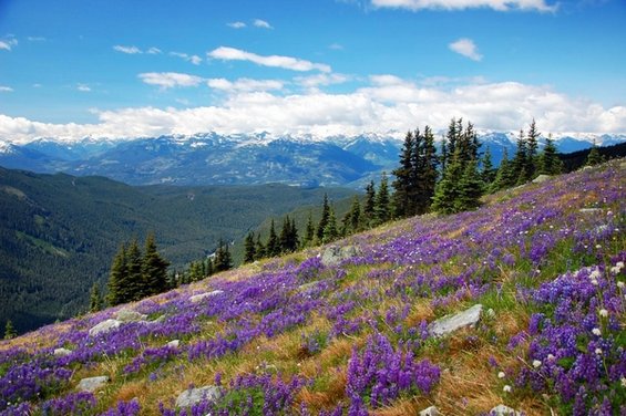 Воодушевувачки дестинации за љубителите на цвеќиња