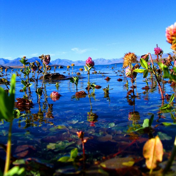 Воодушевувачки дестинации за љубителите на цвеќиња
