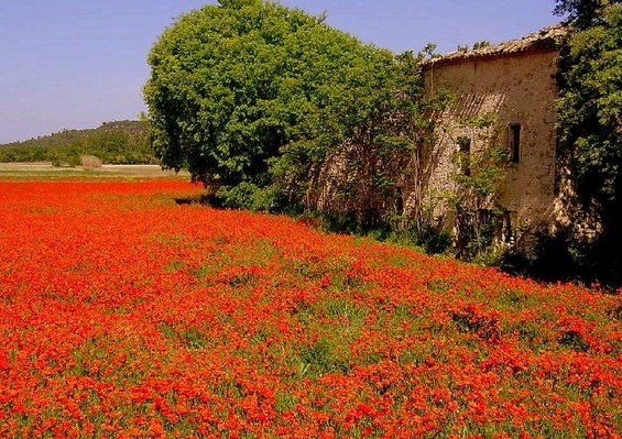 Воодушевувачки дестинации за љубителите на цвеќиња