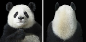 Харизматични портрети на животни