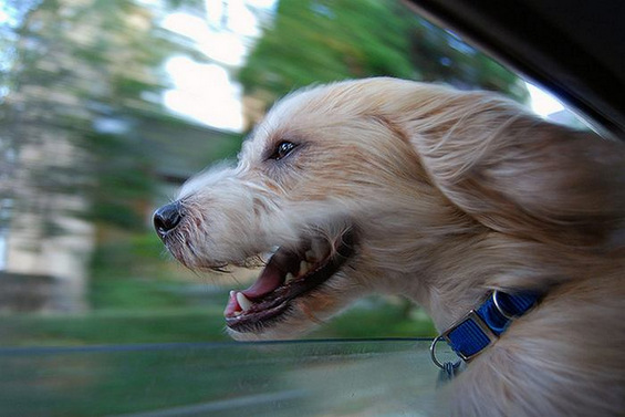 Кучиња што се „ладат“ низ автомобилските прозорци