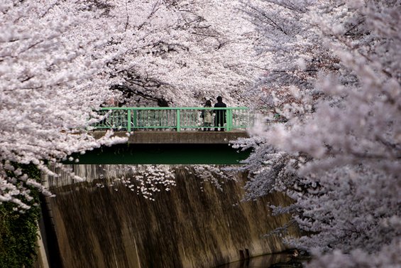Воодушевувачки дестинации за љубителите на цвеќиња