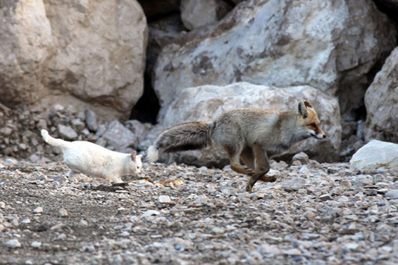 Вистинска приказна за пријателството помеѓу една лисица и една мачка