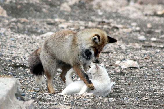 Вистинска приказна за пријателството помеѓу една лисица и една мачка
