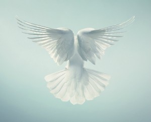 Харизматични портрети на животни