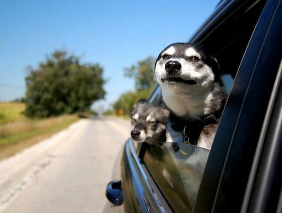 Кучиња што се „ладат“ низ автомобилските прозорци