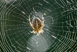 Како пајакот си ја плете мрежата?