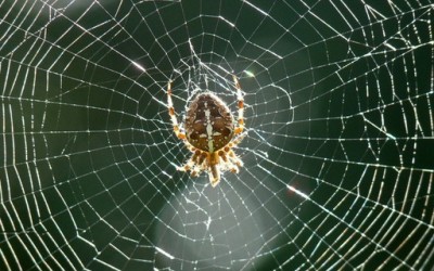 Како пајакот си ја плете мрежата?
