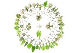 Кое дрво сте според датата на раѓање?