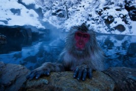 Мајмуни уживаат во топла бања