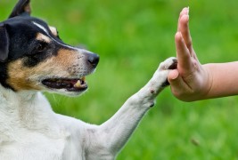 Речник на кучешкиот јазик