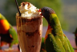 Безобразни папагали пијат туѓ милкшејк