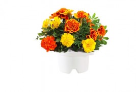 Дигитализирано цвеќе кое расте без да го посадите