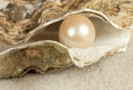 Како остригите создаваат бисери?