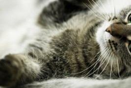 Колку високо може да скокне мачка?