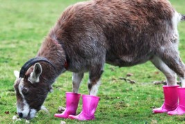 Коза во „кул“ розови чизмички