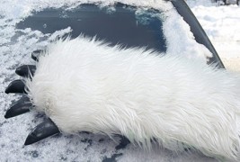 Кул стругалка за отстранување снег од ветробранско стакло