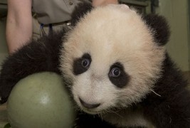 Мило бебе-панда си игра со голема топка