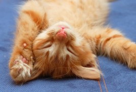 На кој начин мачките предат?