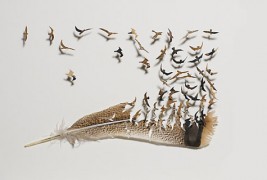 Неверојатно прецизна уметност од пердуви