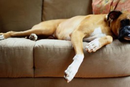 Што прави куче кога ќе го оставите само дома?