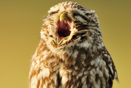 Слатки фотографии со животни кои ќе ве натераат да зевате