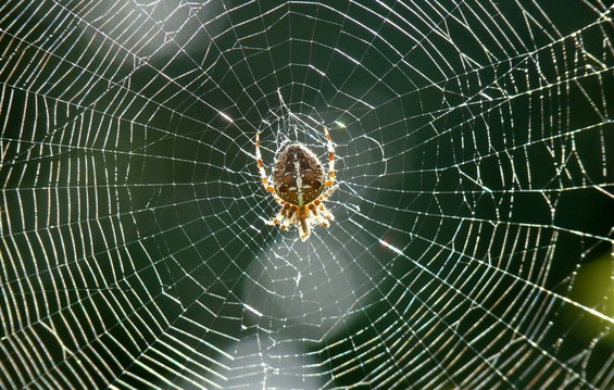 Како пајакот си ја плете мрежата?