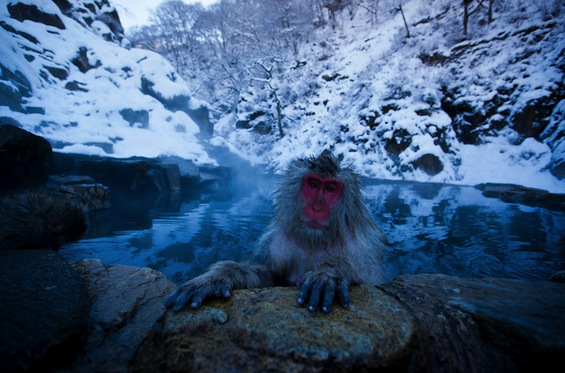 Мајмуни уживаат во топла бања