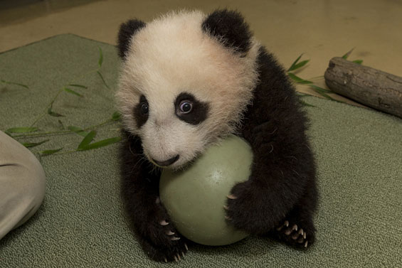 Мило бебе-панда си игра со голема топка