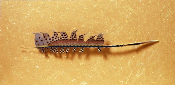 Неверојатно прецизна уметност од пердуви