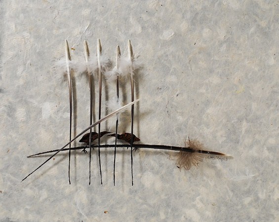 Неверојатно прецизна уметност од пердуви