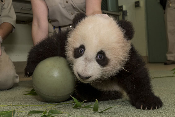Мило бебе-панда си игра со голема топка