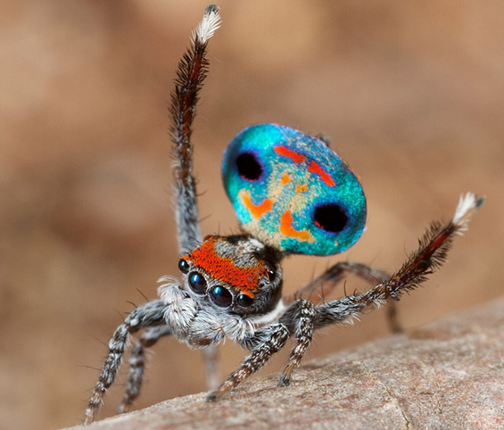 Шарени скокачки пајачиња со додворувачки способности