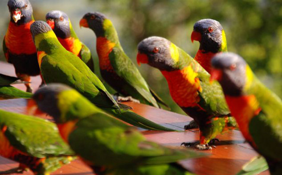 Безобразни папагали пијат туѓ милкшејк