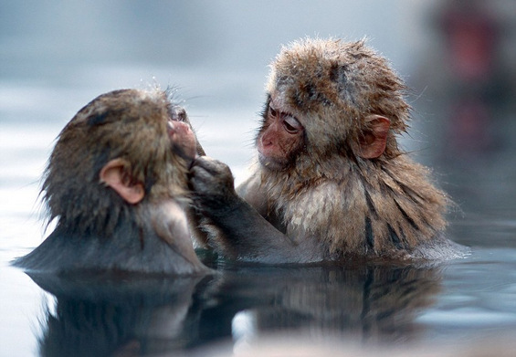 Мајмуни уживаат во топла бања