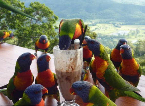 Безобразни папагали пијат туѓ милкшејк