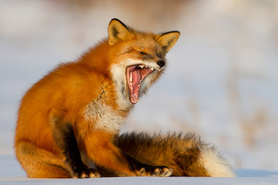 Слатки фотографии со животни кои ќе ве натераат да зевате