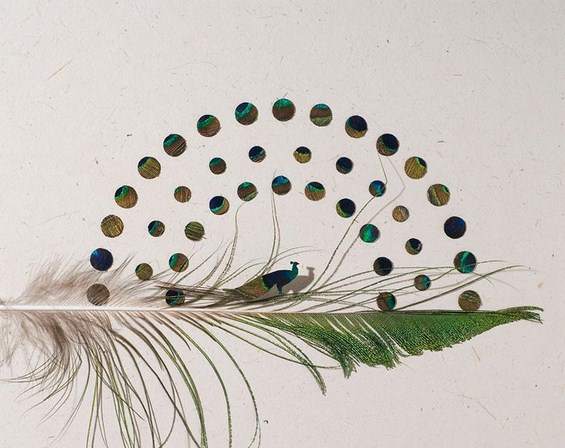 Неверојатно прецизна уметност од пердуви