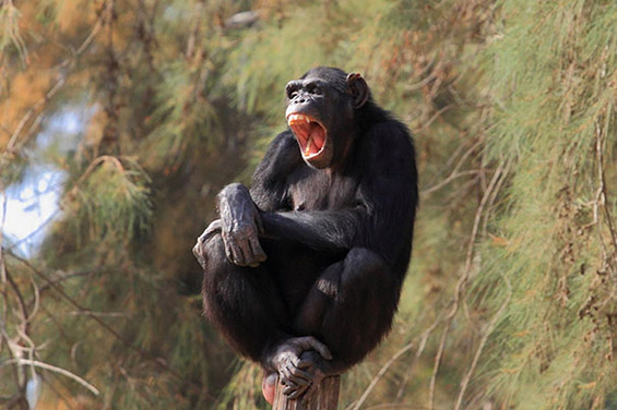 Слатки фотографии со животни кои ќе ве натераат да зевате